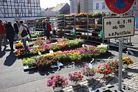 Bild: Ansturm auf Sondersh&auml;user Blumen-, Pflanzen- und Staudenmarkt
