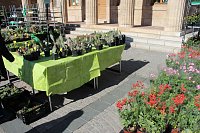 Bild: Ansturm auf Sondersh&auml;user Blumen-, Pflanzen- und Staudenmarkt