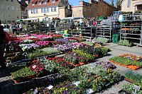 Bild: Ansturm auf Sondersh&auml;user Blumen-, Pflanzen- und Staudenmarkt