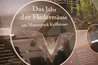 Mittel zum Schutz der Mopsfledermaus Bild: Mittel zum Schutz der Mopsfledermaus