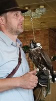 Luca Falke und Wüsten-Bussard Uschi zu Besuch im WB 4 Bild: Luca Falke und Wüsten-Bussard Uschi zu Besuch im WB 4