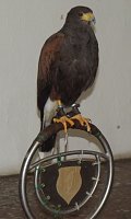 Luca Falke und Wüsten-Bussard Uschi zu Besuch im WB 4 Bild: Luca Falke und Wüsten-Bussard Uschi zu Besuch im WB 4