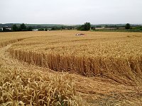 Kein Bett im Kornfeld Bild: Kein Bett im Kornfeld