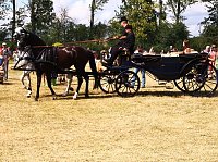 Großes Ponyfest Großenehrich Bild: Großes Ponyfest Großenehrich