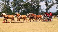 Großes Ponyfest Großenehrich Bild: Großes Ponyfest Großenehrich