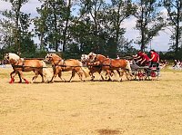 Großes Ponyfest Großenehrich Bild: Großes Ponyfest Großenehrich