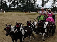 Großes Ponyfest Großenehrich Bild: Großes Ponyfest Großenehrich