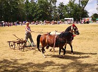 Großes Ponyfest Großenehrich Bild: Großes Ponyfest Großenehrich