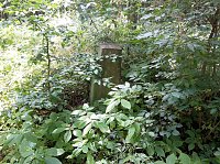 Bild: Geschichte vergammelt im Wald