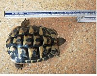 Landschildkröte gefunden ! Bild: Landschildkröte gefunden !