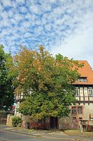 Baumpflege mit Kran Bild: Baumpflege mit Kran