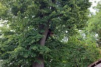 Baumpflege mit Kran Bild: Baumpflege mit Kran