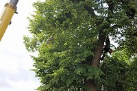 Baumpflege mit Kran Bild: Baumpflege mit Kran