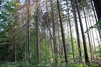 Wie gefährlich wird unser Wald? Bild: Wie gefährlich wird unser Wald?