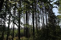 Wie gefährlich wird unser Wald? Bild: Wie gefährlich wird unser Wald?