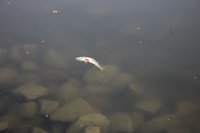 Schnelle und unkomplizierte Hilfe für den Parkteich Bild: Schnelle und unkomplizierte Hilfe für den Parkteich
