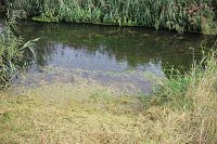 Schnelle und unkomplizierte Hilfe für den Parkteich Bild: Schnelle und unkomplizierte Hilfe für den Parkteich