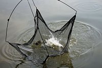 Weitere Hilfe für den Parkteich Bild: Weitere Hilfe für den Parkteich