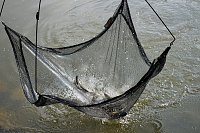 Weitere Hilfe für den Parkteich Bild: Weitere Hilfe für den Parkteich