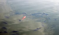 Weitere Hilfe für den Parkteich Bild: Weitere Hilfe für den Parkteich