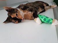Katze in Schlagfalle gefangen Bild: Katze in Schlagfalle gefangen