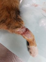 Katze in Schlagfalle gefangen Bild: Katze in Schlagfalle gefangen