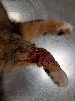 Katze in Schlagfalle gefangen Bild: Katze in Schlagfalle gefangen