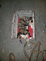 Katze in Schlagfalle gefangen Bild: Katze in Schlagfalle gefangen