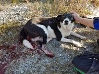 Hund angefahren Bild: Hund angefahren