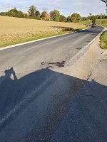 Hund angefahren Bild: Hund angefahren