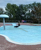 Hundeschwimmen im Solebad ein voller Erfolg Bild: Hundeschwimmen im Solebad ein voller Erfolg