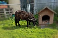 Bild: Tiere gefunden