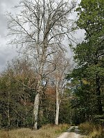 CDU im Gespräch zum Thema Wald mit... Bild: CDU im Gespräch zum Thema Wald mit...