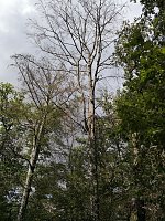 CDU im Gespräch zum Thema Wald mit... Bild: CDU im Gespräch zum Thema Wald mit...