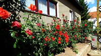 Bild: Gro&szlig;e Beteiligung am  25. "Frankenh&auml;user Blumensommer" 2019