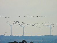Kranichrast Bild: Kranichrast