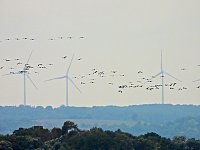 Kranichrast Bild: Kranichrast