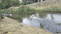 Bild: Schwan