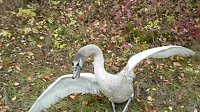 Bild: Schwan