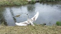Bild: Schwan