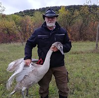 Bild: Schwan