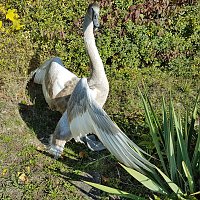 Erneut Schwan in Nöten Bild: Erneut Schwan in Nöten