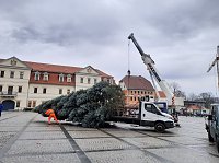 Weihnachtsbaum-SDH Bild: Weihnachtsbaum-SDH