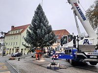 Weihnachtsbaum-SDH Bild: Weihnachtsbaum-SDH