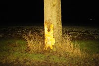 Bild: Rentnerin mit Auto gegen Baum geprallt