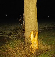 Bild: Rentnerin mit Auto gegen Baum geprallt