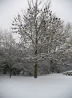 Bild: Winter im Borntal