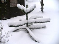 Bild: Winter im Borntal