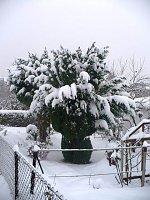 Bild: Winter im Borntal