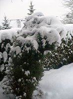 Bild: Winter im Borntal